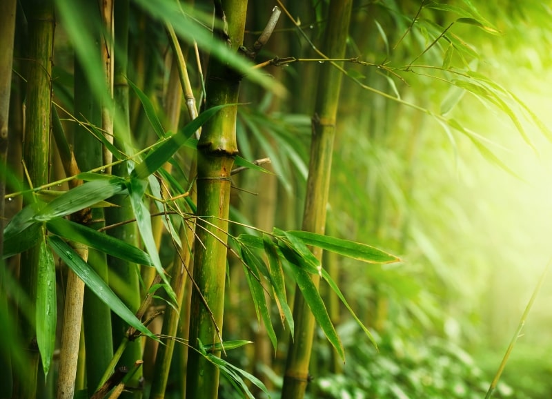 Bamboo 