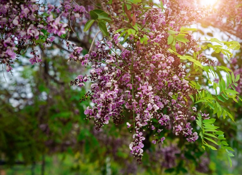 Millettia brandisiana Kurz