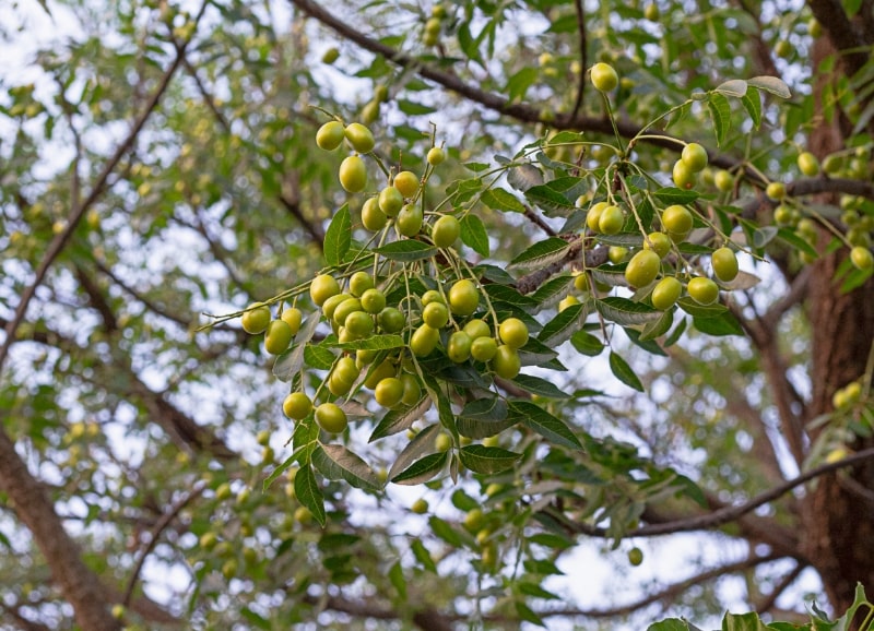 Siamese neem tree